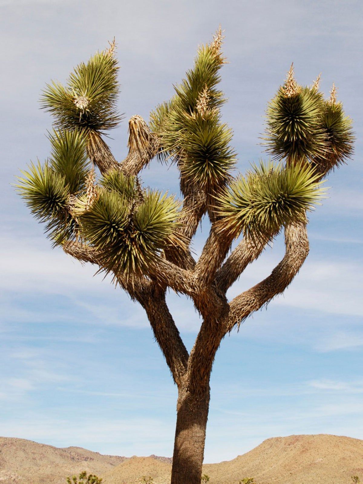 Large Joshua Tree