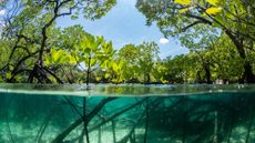 The complex submerged root system of a mangrove forest.