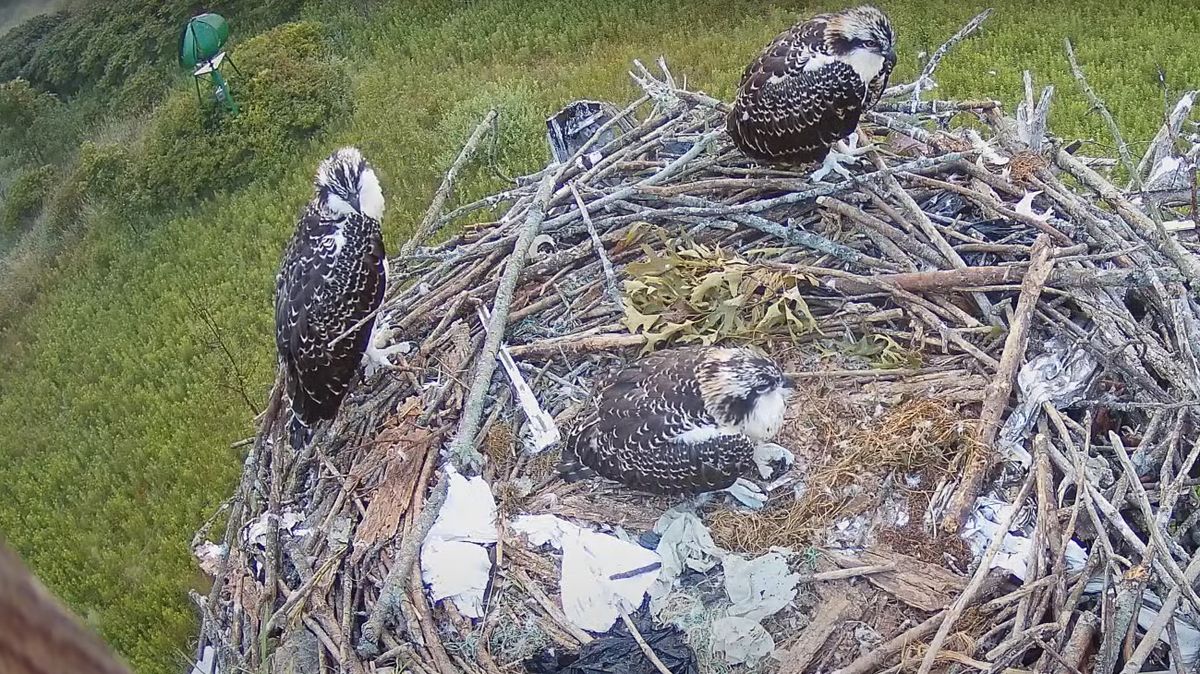 A live stream from an osprey nest in Canada