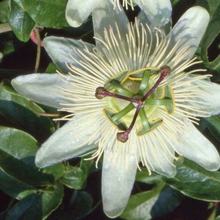 Passiflora 'Constance Elliot' plant to reduce stress