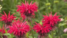 Red bee balm in flower – long-lasting Gardenview Scarlet variety