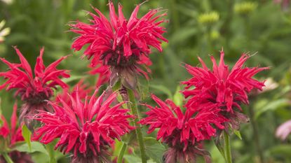 Red bee balm in flower – long-lasting Gardenview Scarlet variety