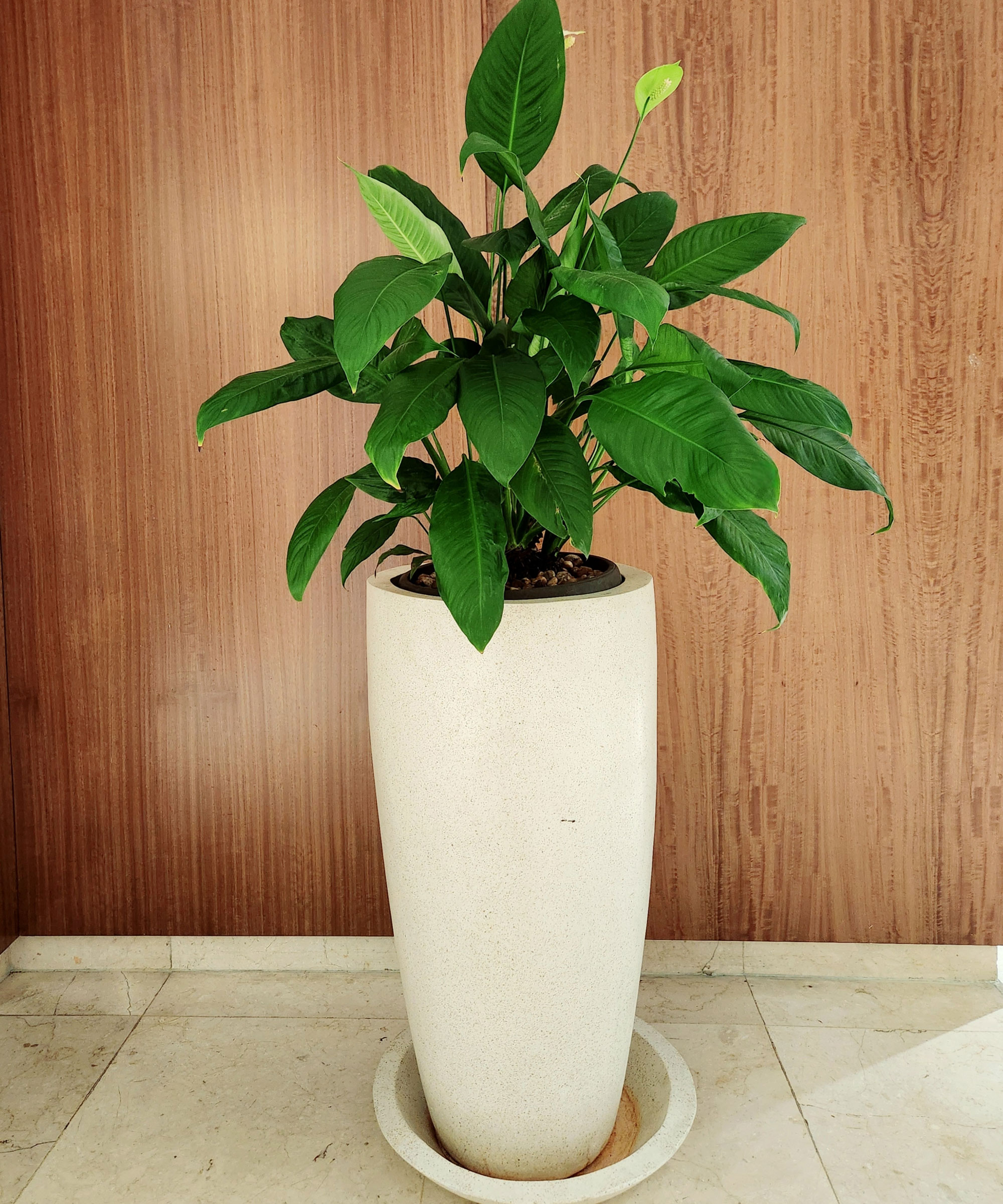 tall container with houseplant near wooden wall