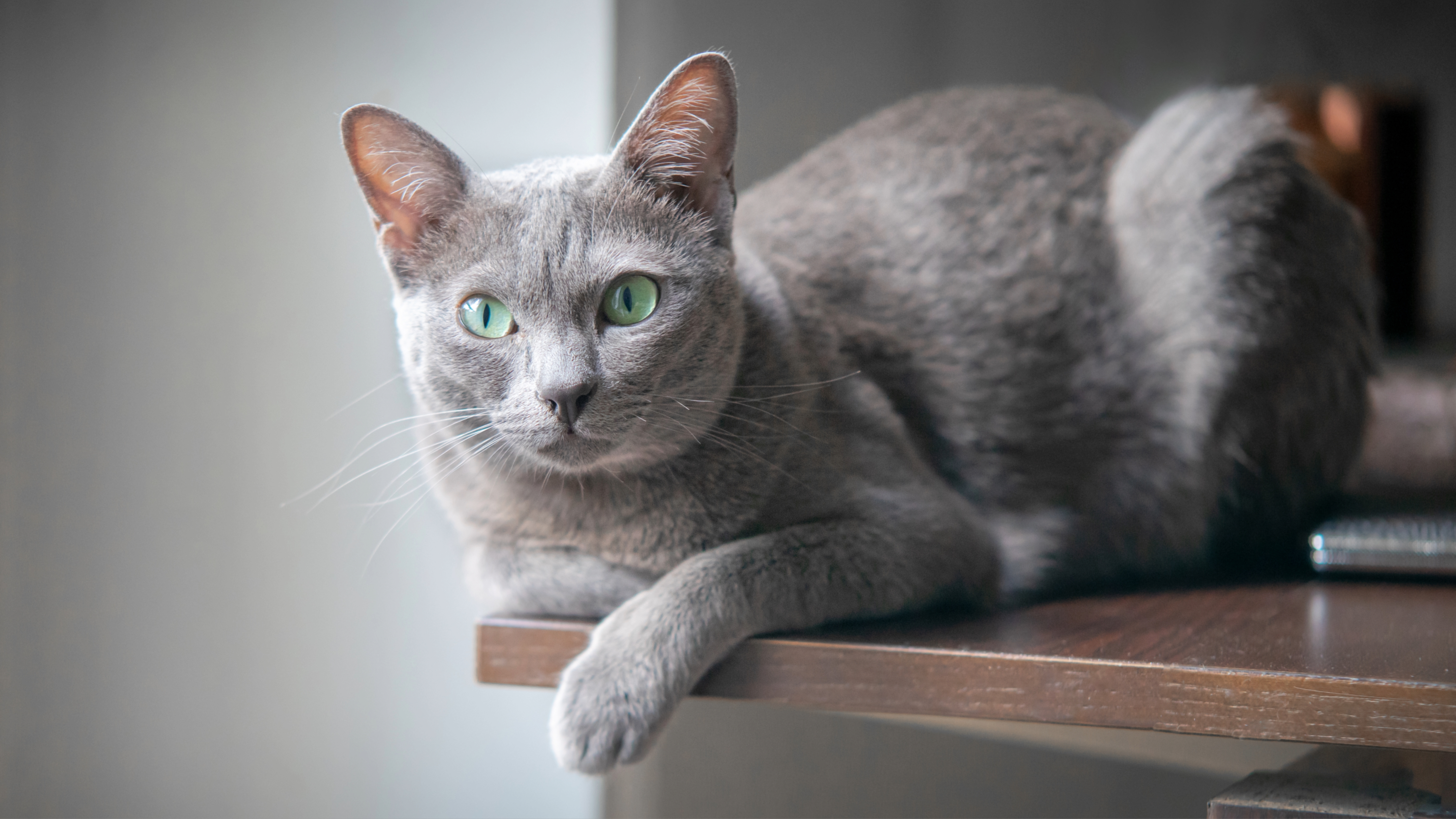Korat
