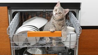 Cat in dishwasher