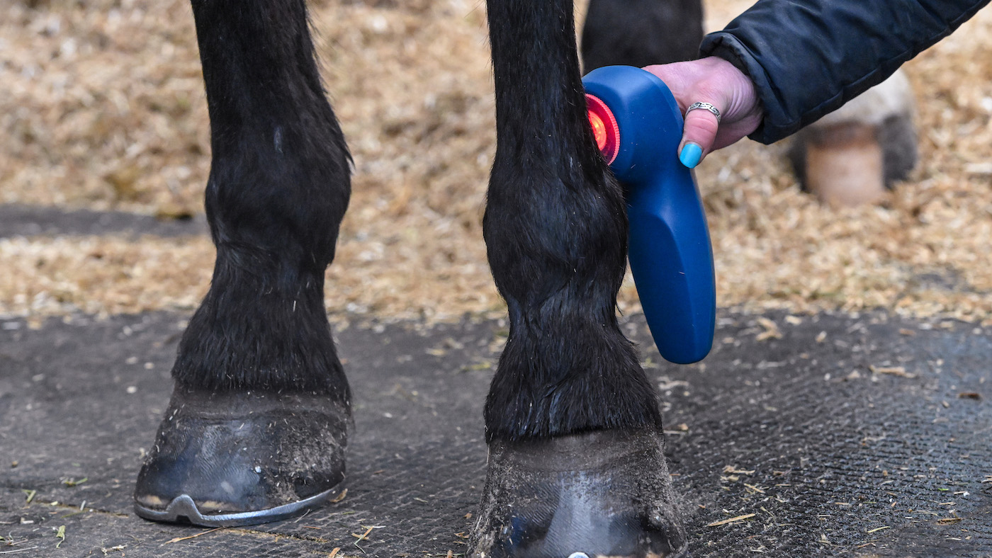 Laser being used on horse's leg
