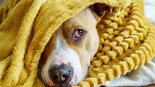 Scared dog hiding underneath a blanket