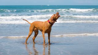 Dog barking on beach