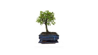 best bonsai tree