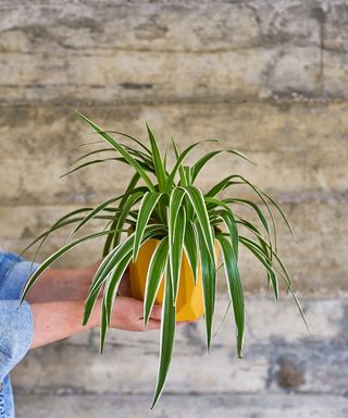 spider plant being held by woman's hands