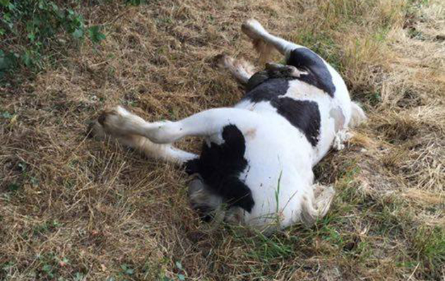 Dumped-pony-Essex.jpg