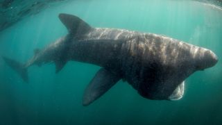 An underwater photo of a basking shark off Ireland.
