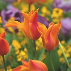 Orange tulip flowers in garden