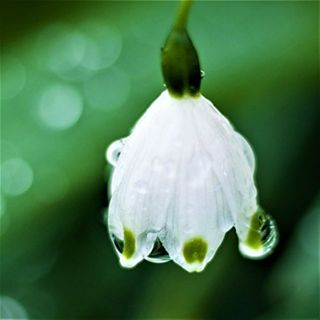 Galanthus Common Snowdrop 'nivalis' 