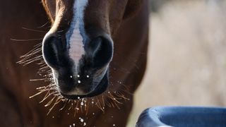 Horse muzzle with whiskers