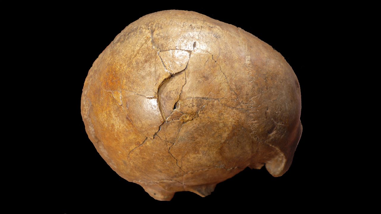 skull_2.jpg