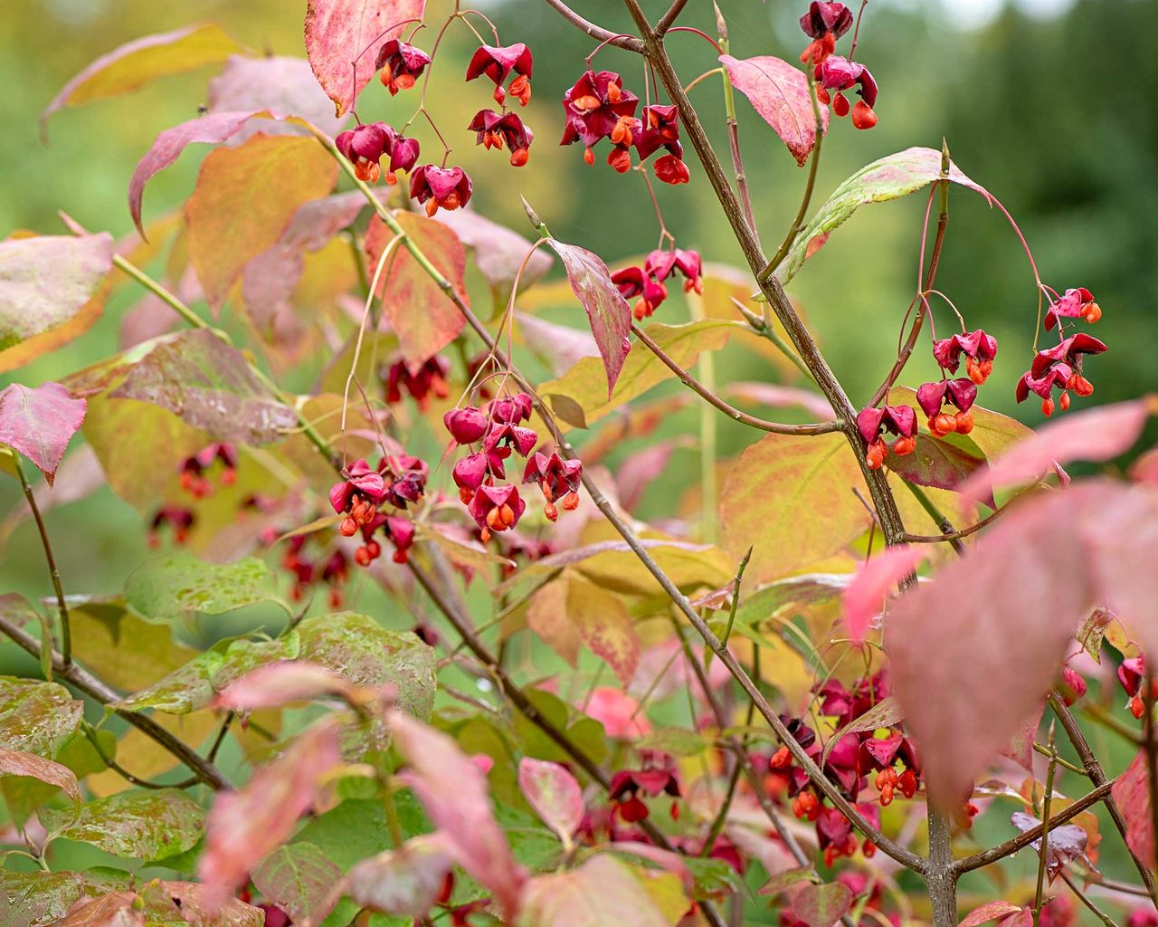 Euonymus care and growing guide expert tips Gardeningetc