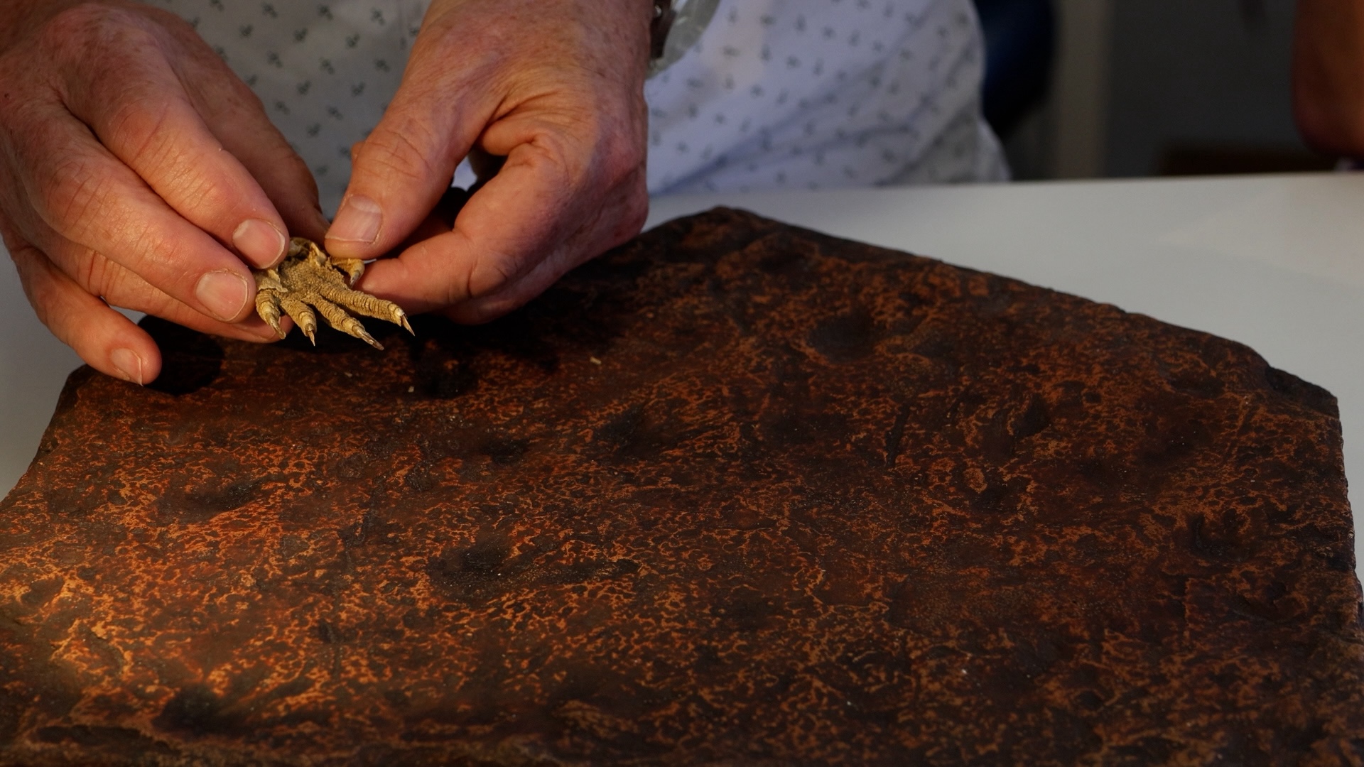a researcher compares fossil footprints to a modern iguana foot