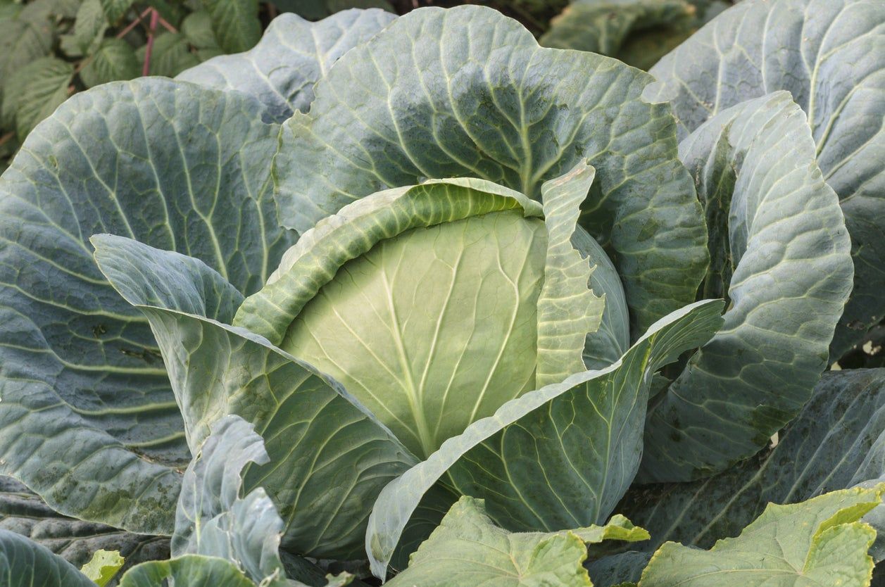 Green Brunswick Cabbage Plants