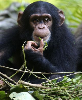 A young chimpanzee among vegetation.