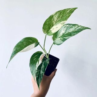 Variegated Albo Pothos