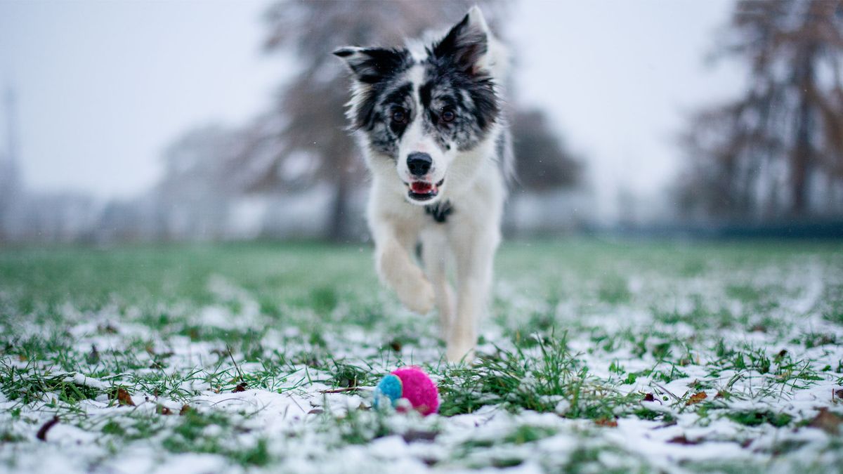 Border collie ball obsession best sale