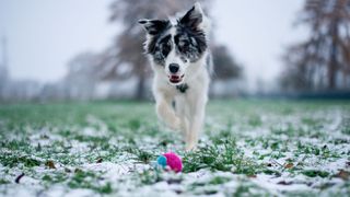 Dog playing fetch with a ball