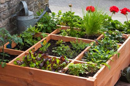 A raised vegetable garden divided into square feet plots
