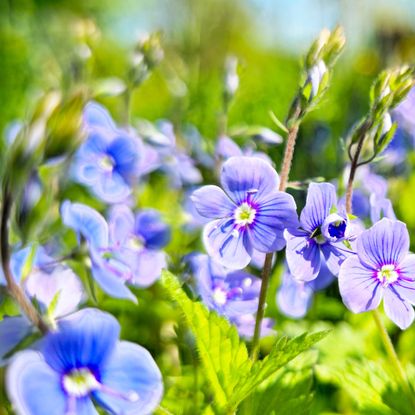 blue flowers in garden border