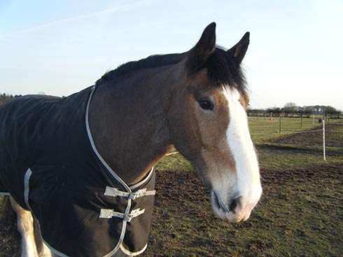 Hovis the Clydesdale