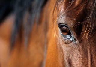 Slaughterhouses Aren't the Solution for Horse Overpopulation (Op-Ed) | Live  Science