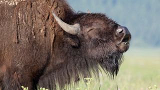 American bison in field