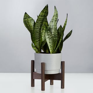 Snake Plant (sansevieria)