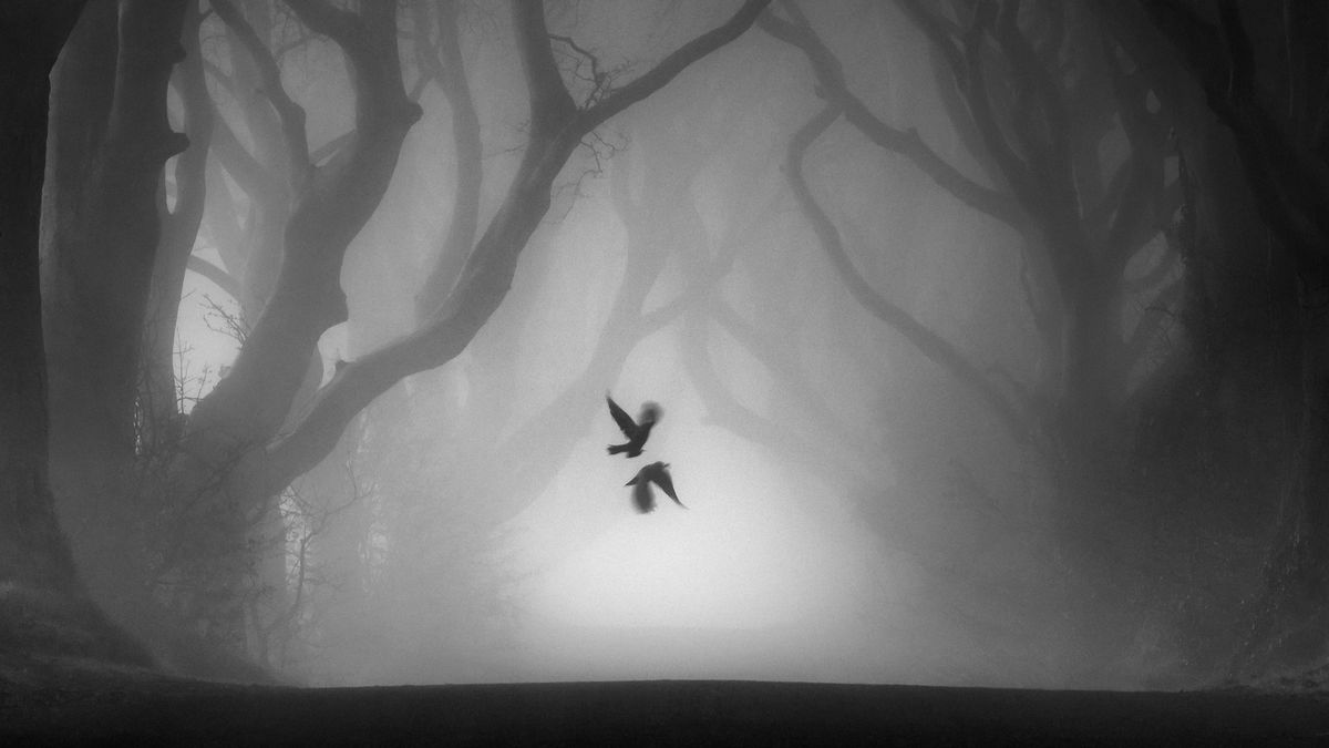 Ghostly flying birds win World Landscape Photography competition
