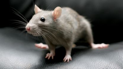 The difference between rats and mice - Rat on sofa by Getty Images