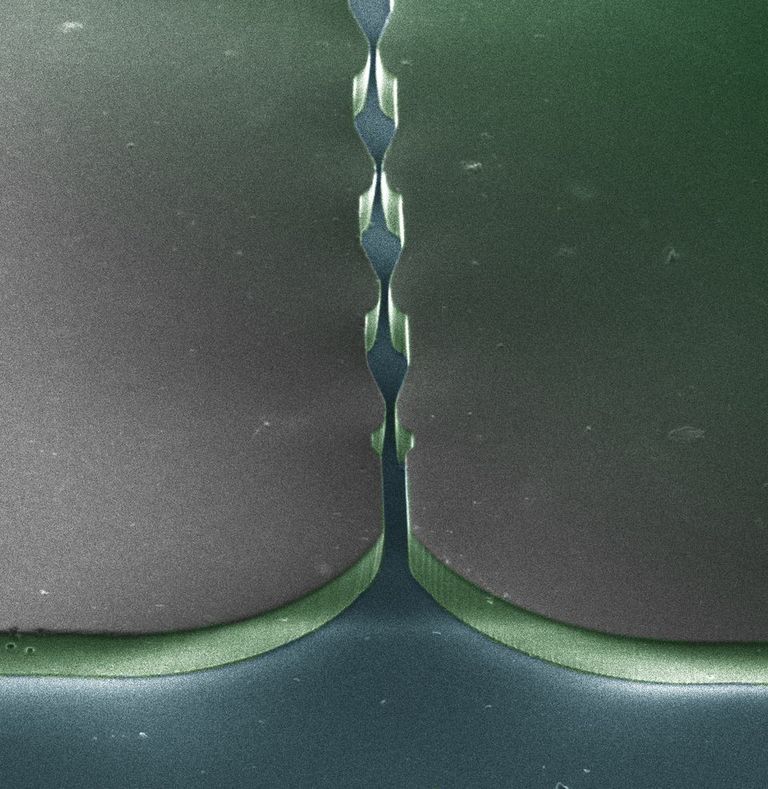 microfluidic device to study plant sex