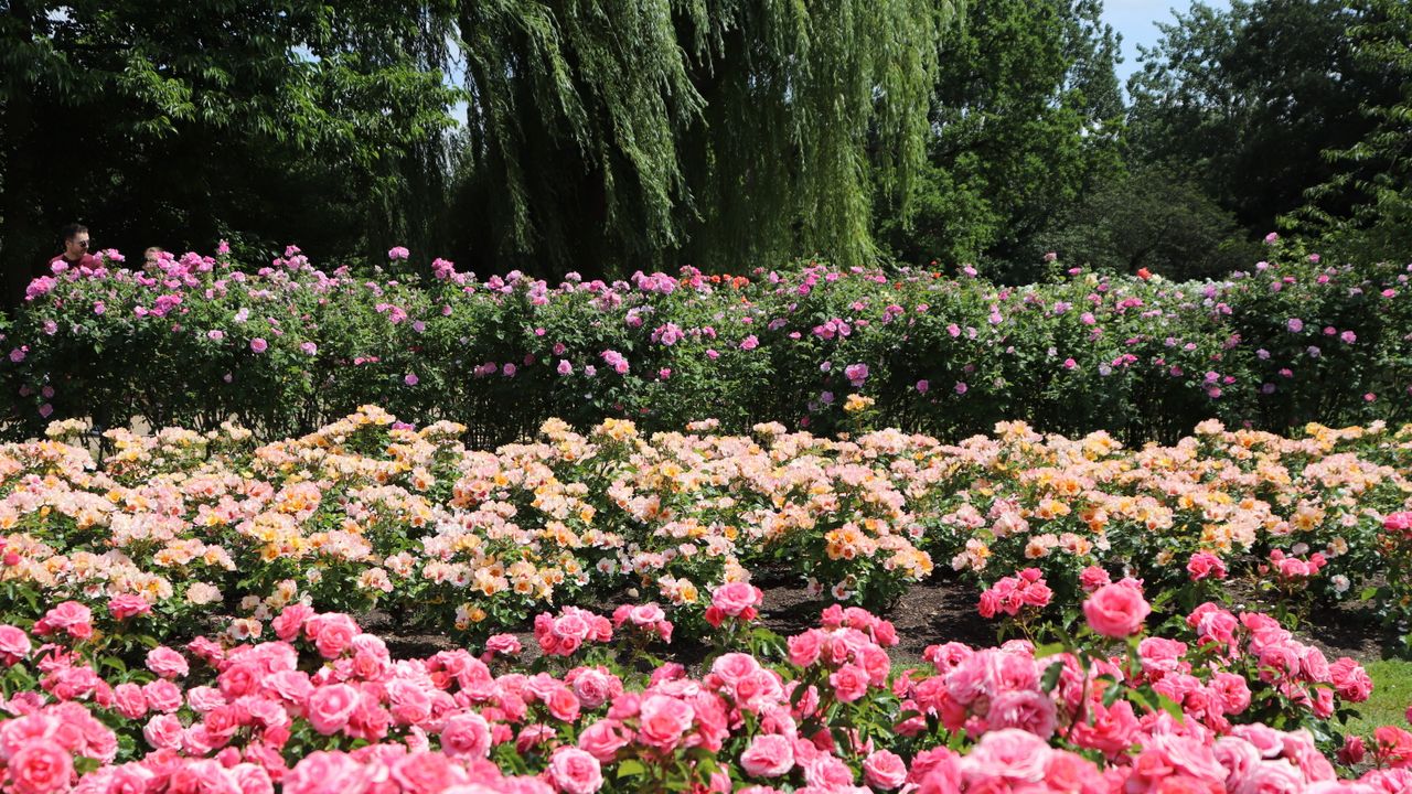 Ground cover roses in pink and peach in a large garden