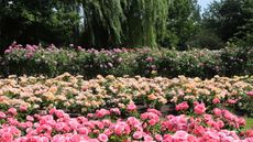 Ground cover roses in pink and peach in a large garden