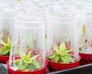 Miniature plastic cup greenhouses