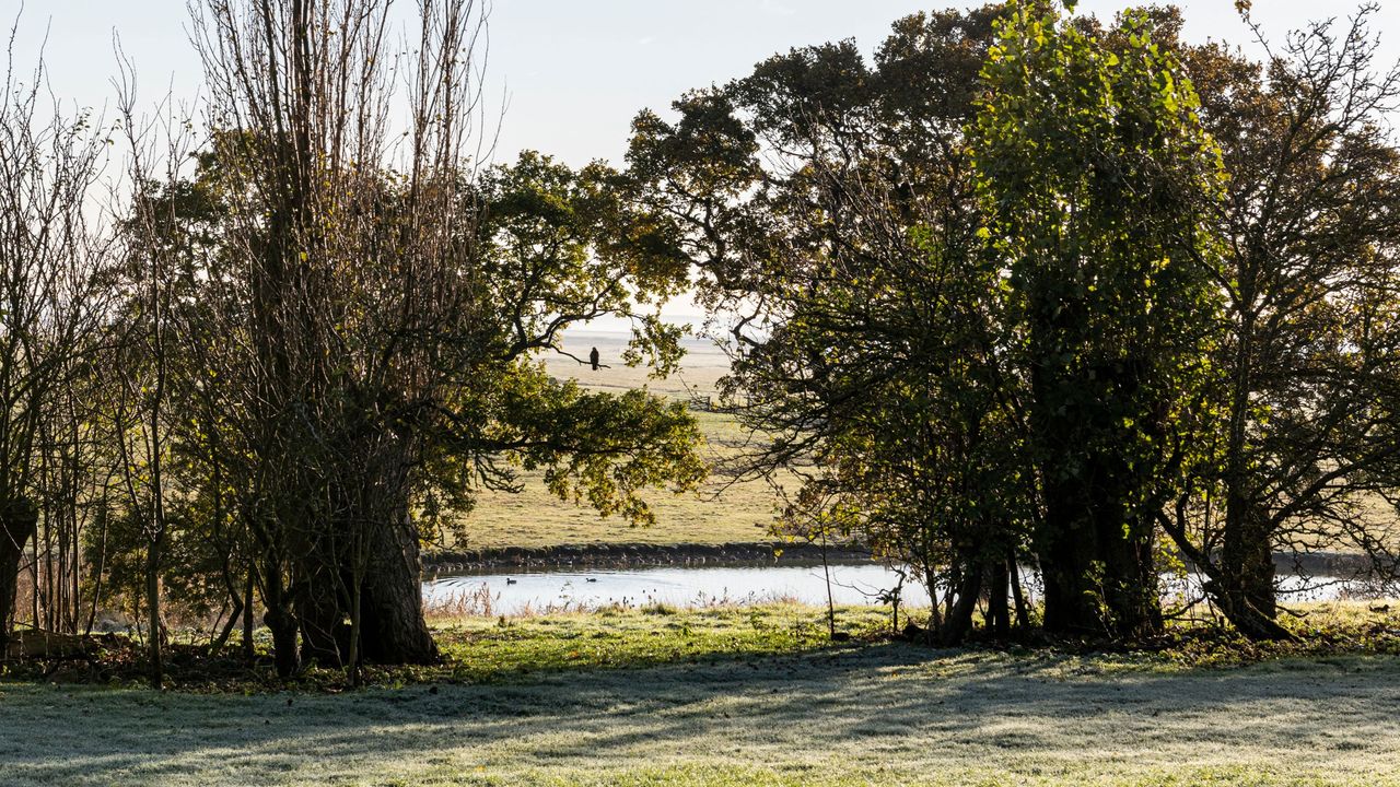 Trees next to lake in winter