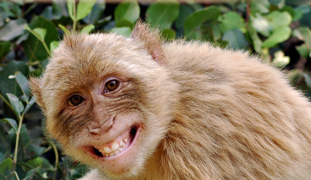 Everybodys Got Something To Hide Except Me And My Monkey
