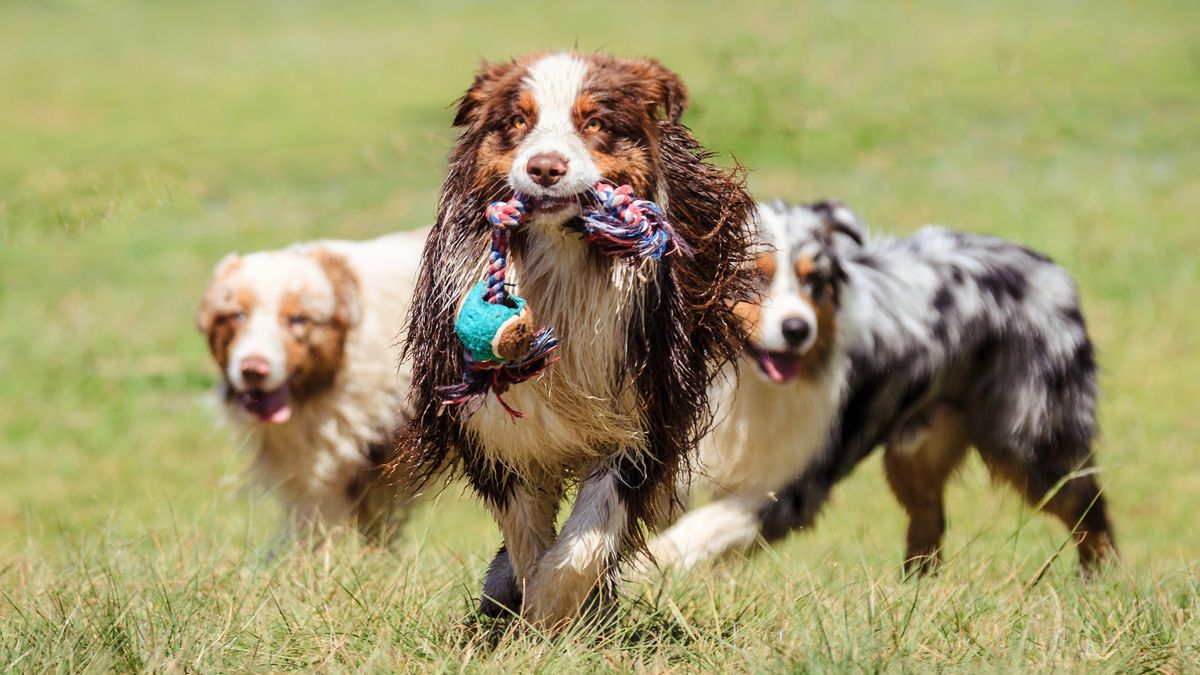 Three Australian shepherd dogs playing outside