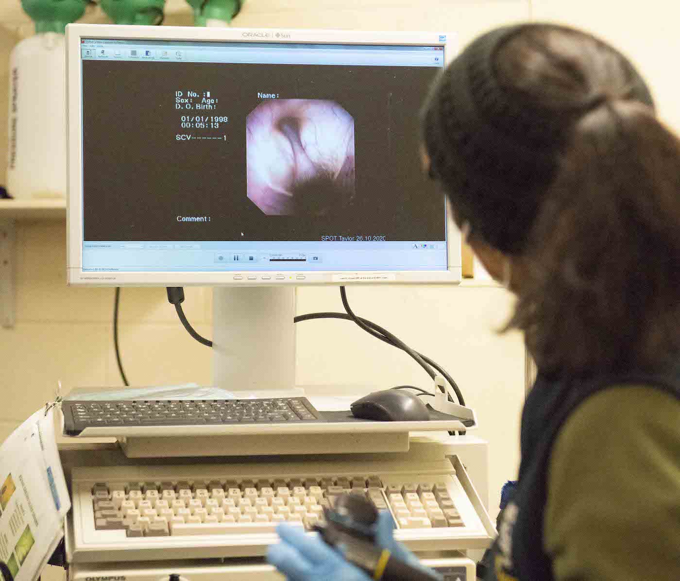 Vet checking computer screen for horse scope