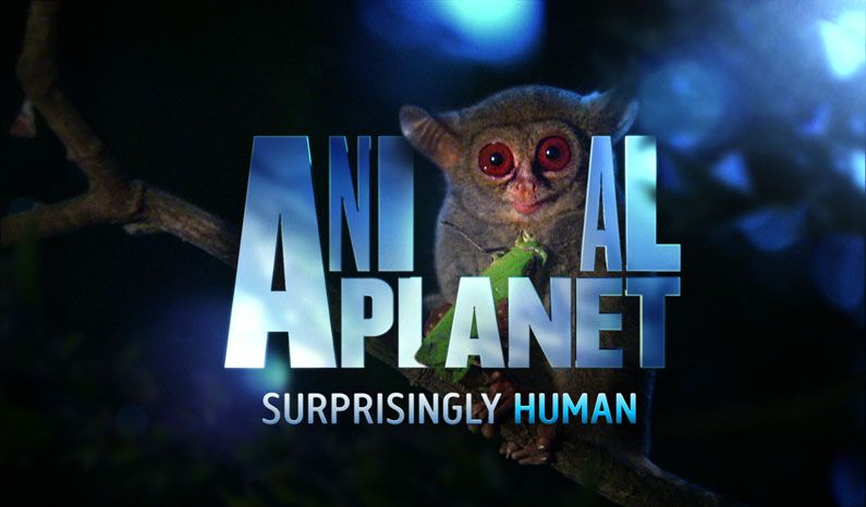 New logo and branding for Animal Planet | Creative Bloq
