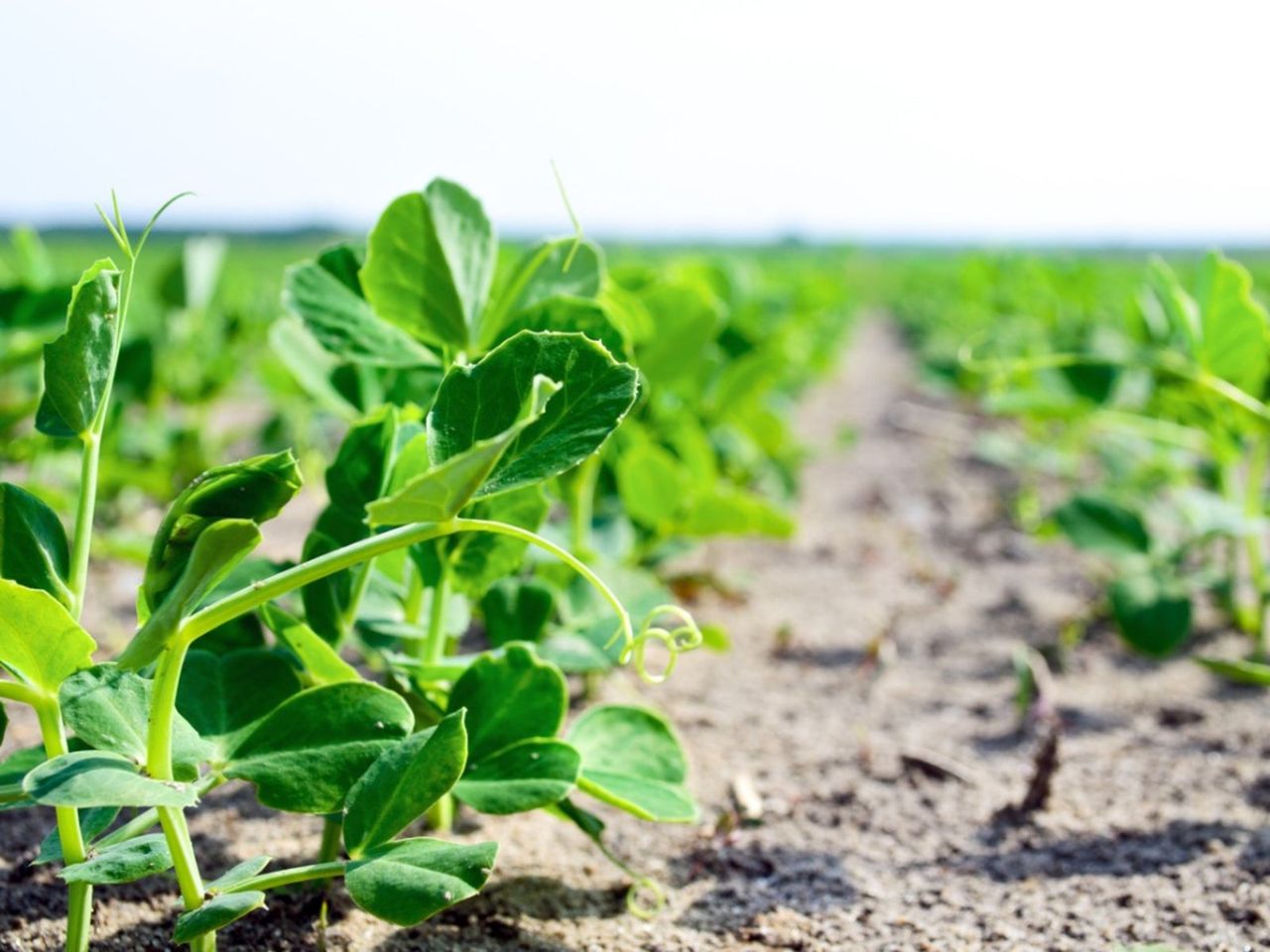 Rows Of Pea Shoots In A Garden