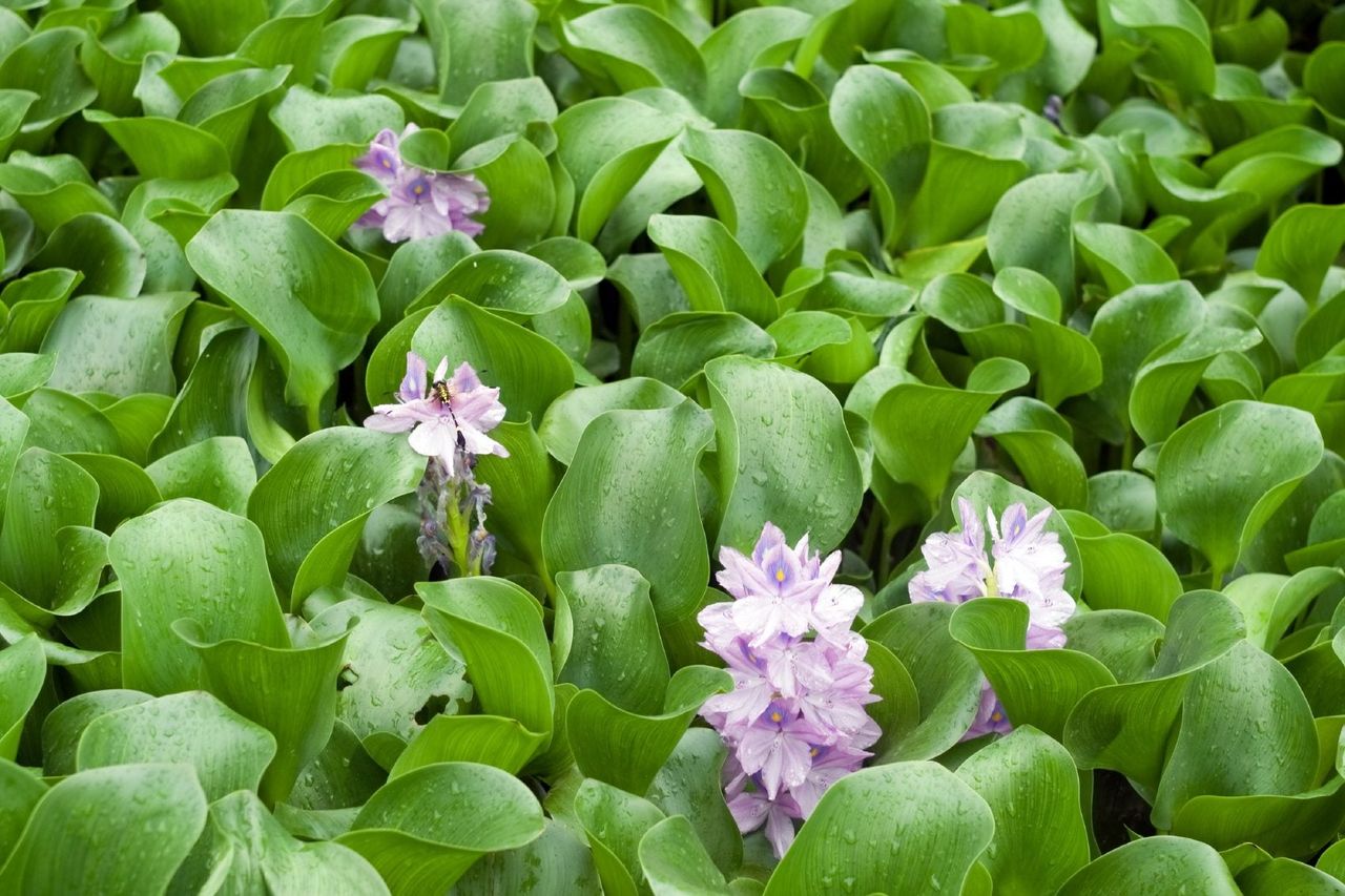 Water Hyacinth Plants