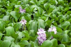 Water Hyacinth Plants