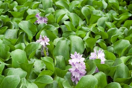 Water Hyacinth Plants