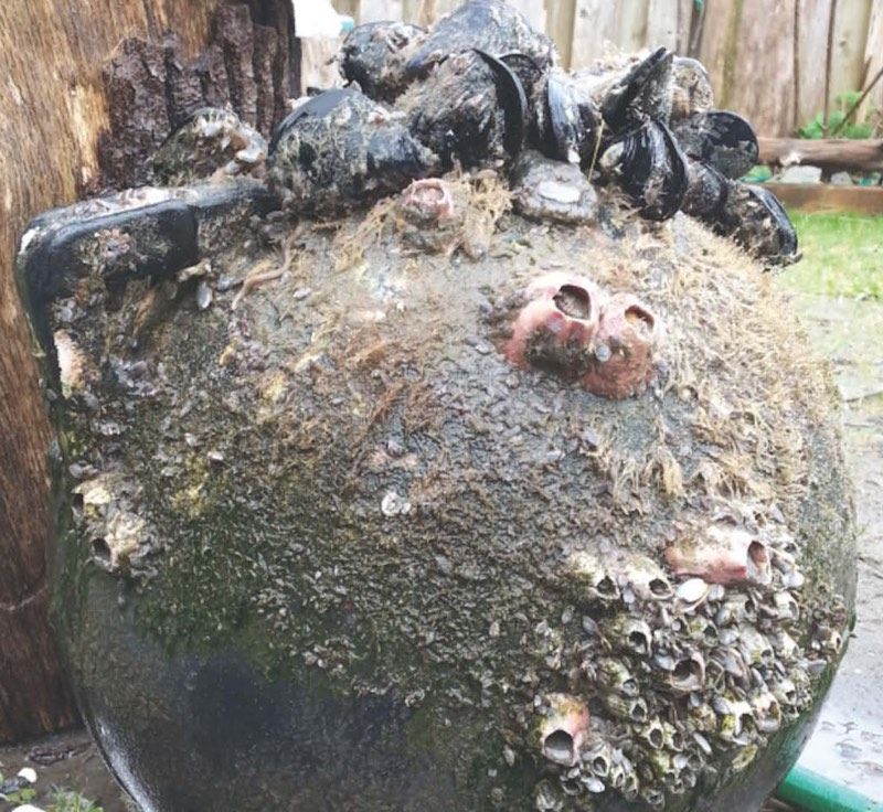 Japanese mussels (&lt;em&gt;Mytilus galloprovincialis&lt;/em&gt;), barnacles (&lt;em&gt;Megabalanus rosa&lt;/em&gt;) and sea anemones attached to a tsunami buoy washed ashore on Long Beach, Washington, in February 2017.