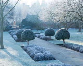 Topiary lined brick pathway and silvered lavender mounds in a frosty winter garden